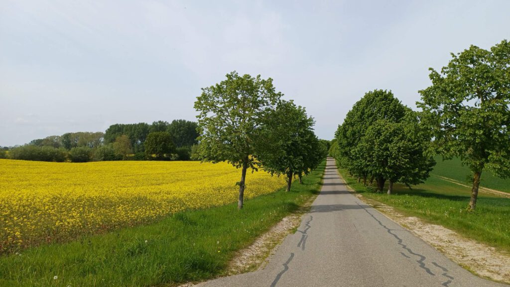 Blick aus dem Konfettibus auf die Allee im Rapsfeld