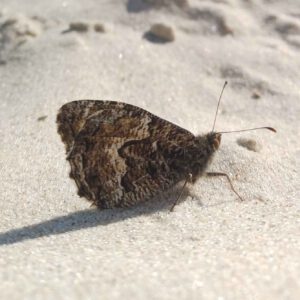 Schmetterling in den Dünen