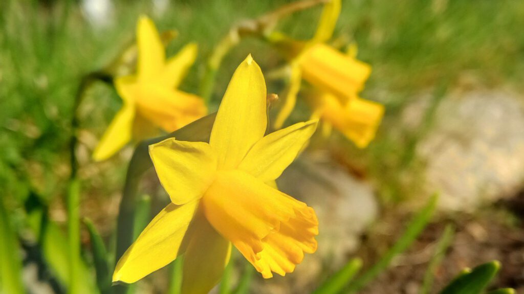 Osterglocken in gelber Blüte