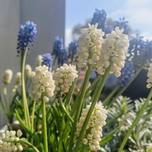Perlhyazinthen auf dem Balkon
