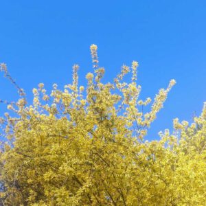 Blühende Forsythien vor blauem Himmel - tolle Frühlingskombi