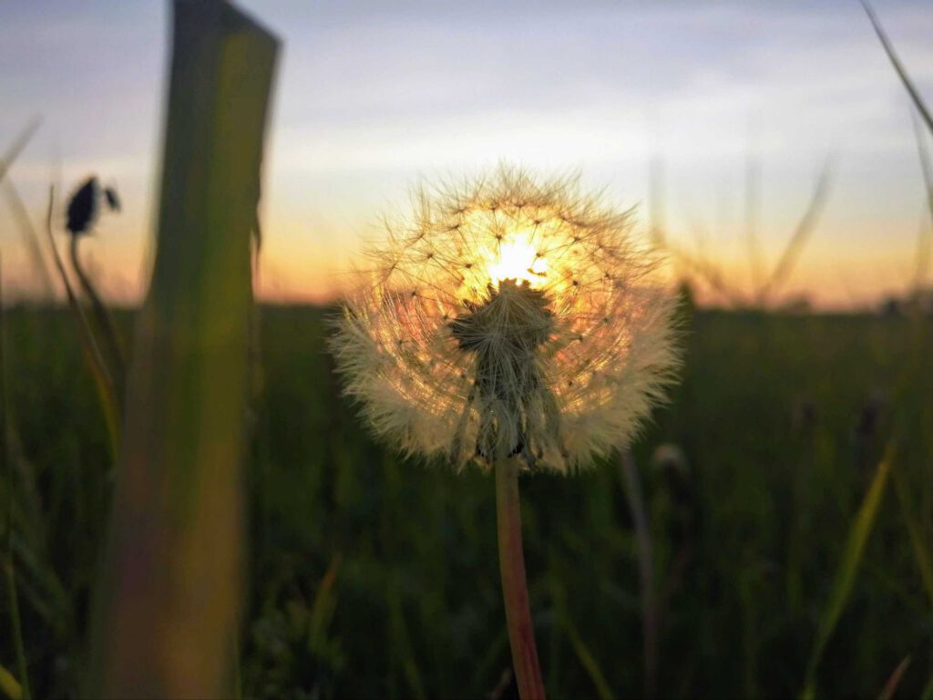 Leicht wie eine Pusteblume darf die Reiki-Energie auch über Distanz zu dir kommen