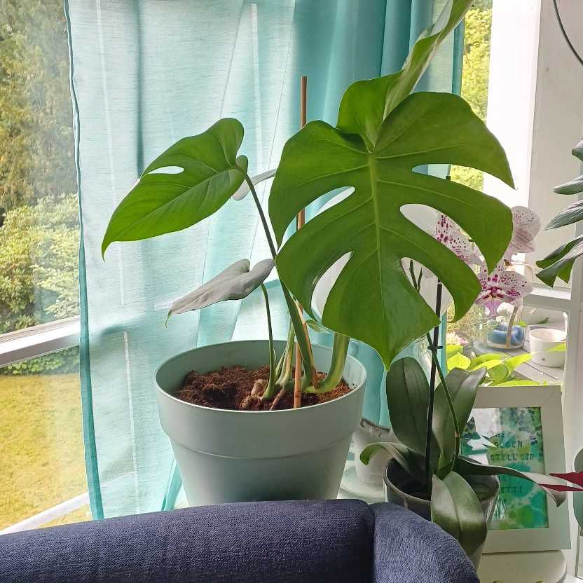 Meine Monstera "Herta" hat jetzt bereits 6 Blätter