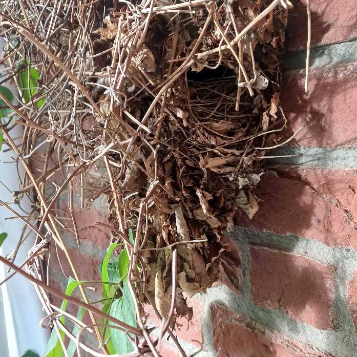 Das Nest von Familie Zaunkönig auf meinem Balkon